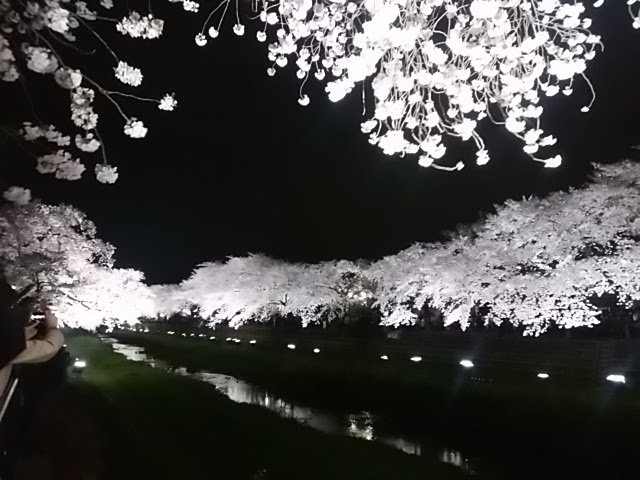 幻想的な夜桜を・・・