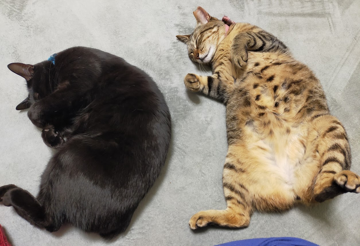 にゃんこと暮らす～ベランダ開放と猫造語の話～