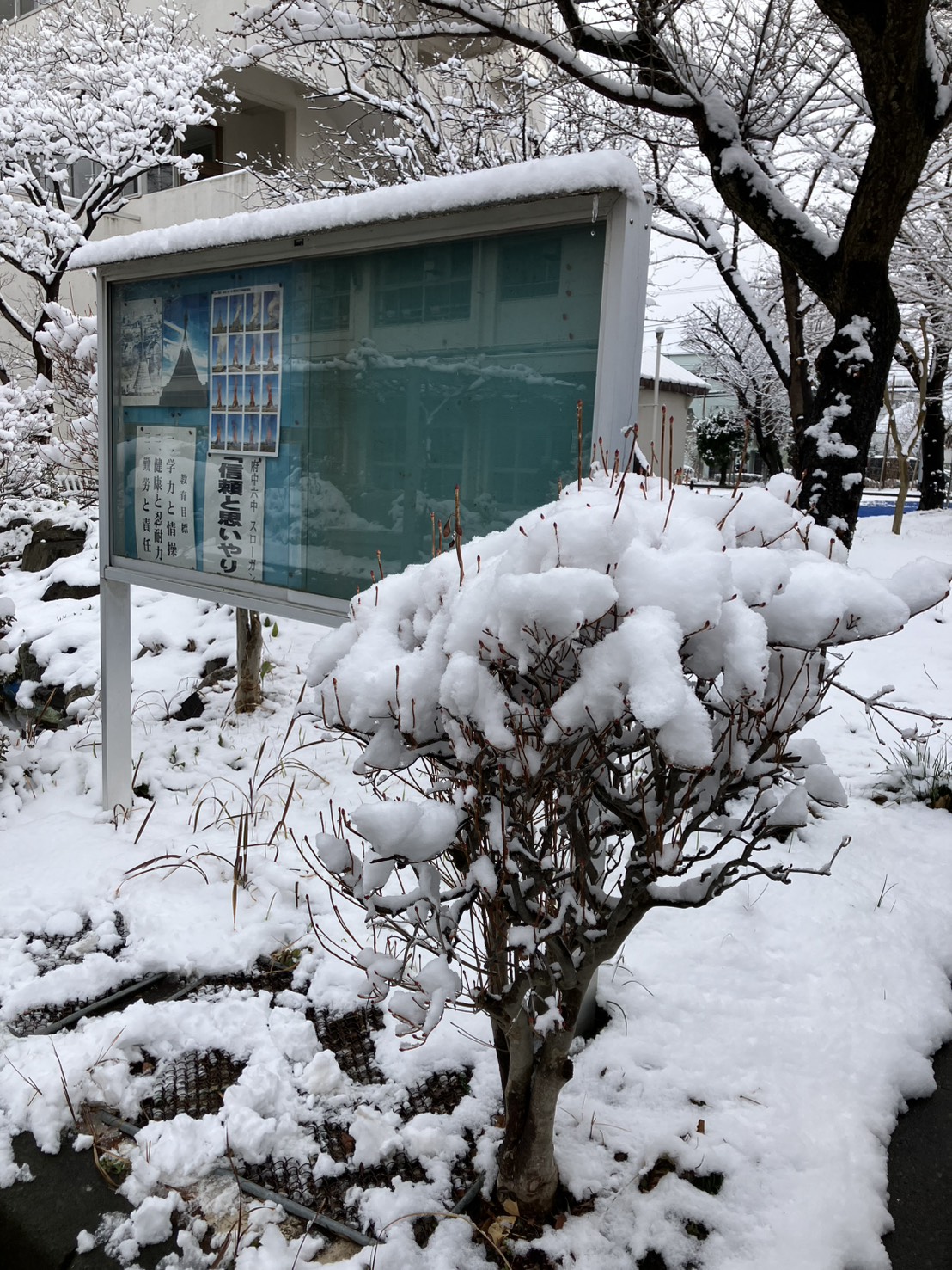 雪かき、のち梅まつり '26.2/8・14